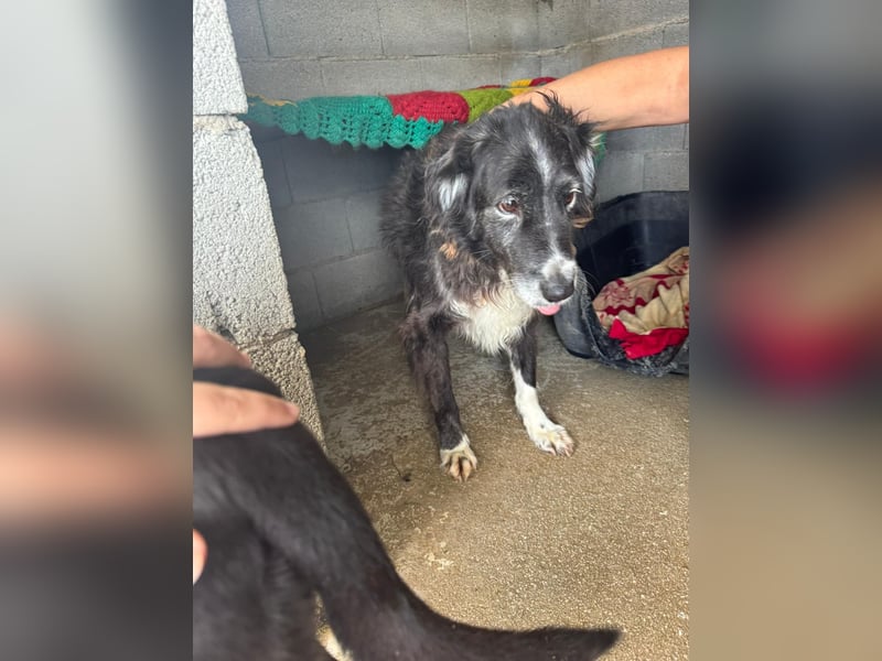 Panda - eine Seele von Hund - sucht eine Familie!