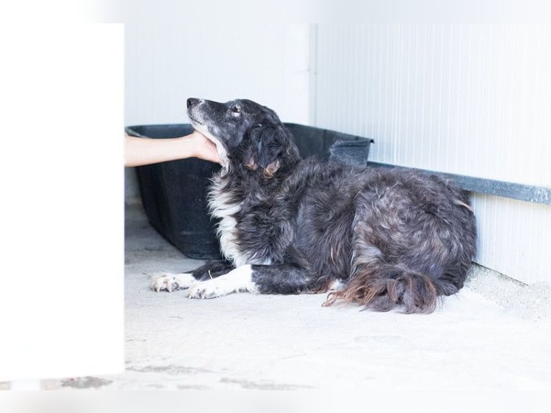 Panda - eine Seele von Hund - sucht eine Familie!