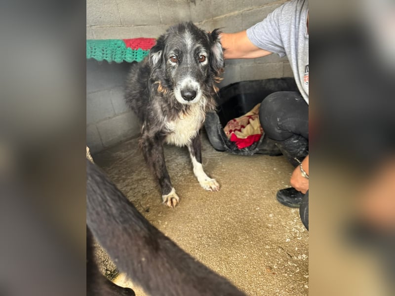 Panda - eine Seele von Hund - sucht eine Familie!