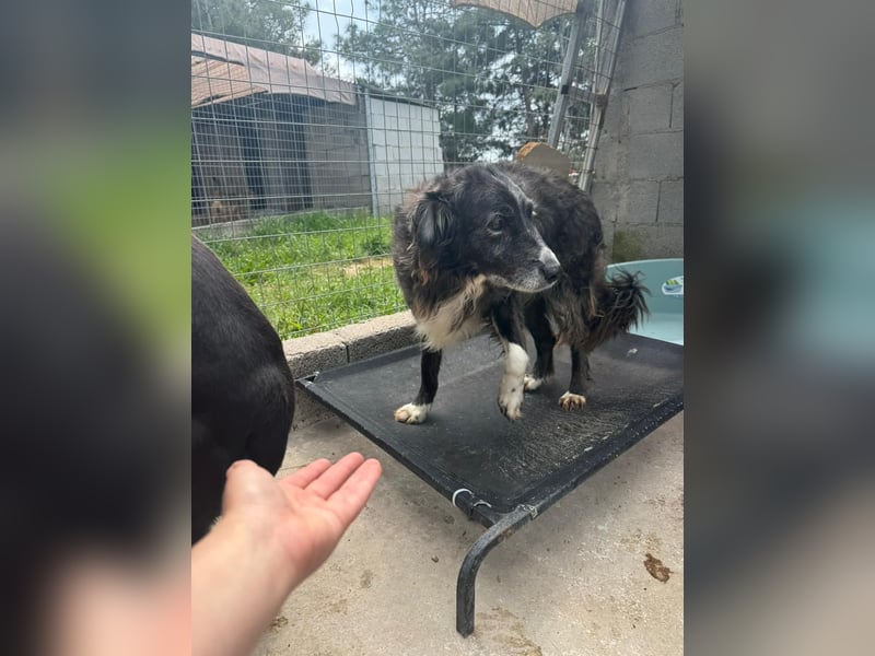 Panda - eine Seele von Hund - sucht eine Familie!