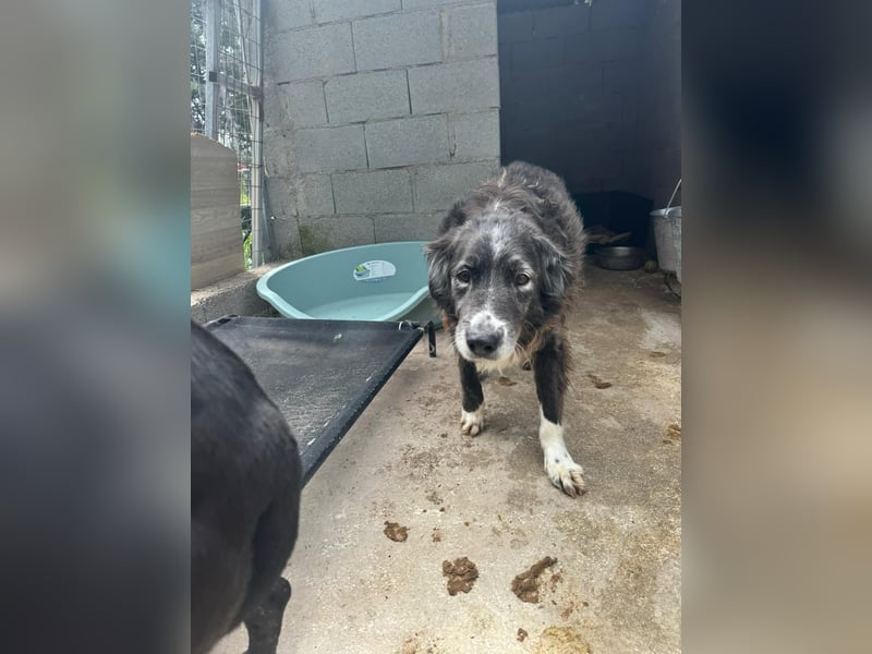 Panda - eine Seele von Hund - sucht eine Familie!
