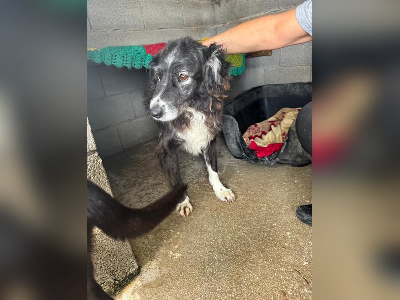 Panda - eine Seele von Hund - sucht eine Familie!