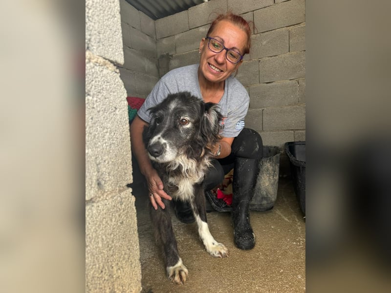 Panda - eine Seele von Hund - sucht eine Familie!