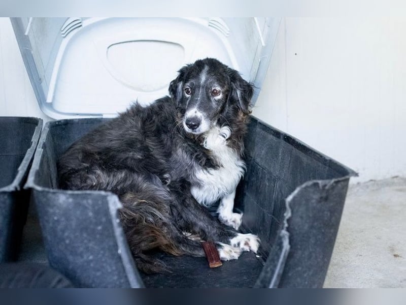 Panda - eine Seele von Hund - sucht eine Familie!