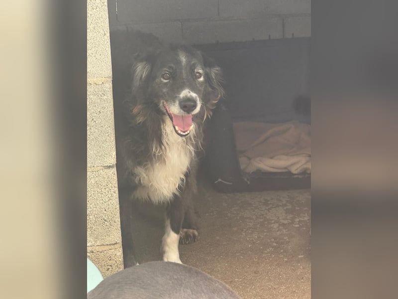 Panda - eine Seele von Hund - sucht eine Familie!