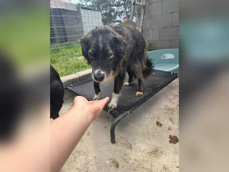 Panda - eine Seele von Hund - sucht eine Familie!