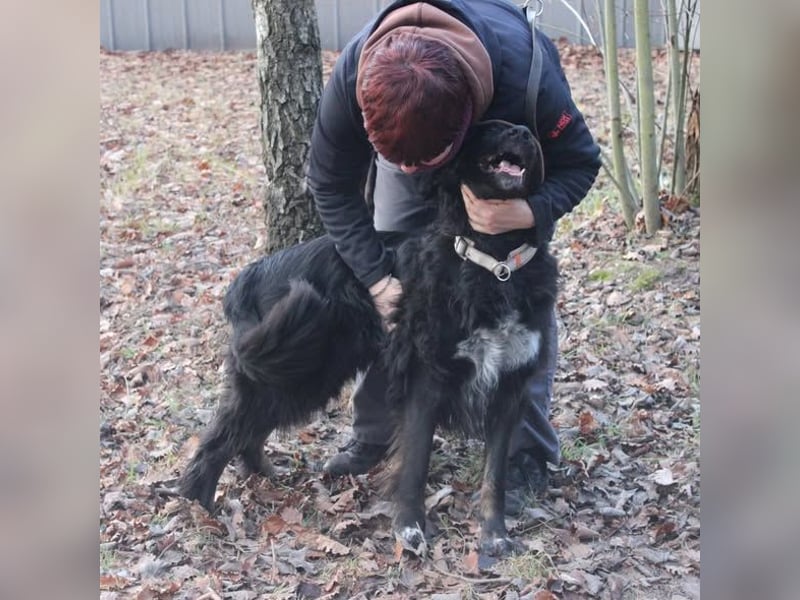 Kira, Border-Collie-Mischling, geb. 2016, aktiv, sportlich, braucht sinnvolle Auslastung