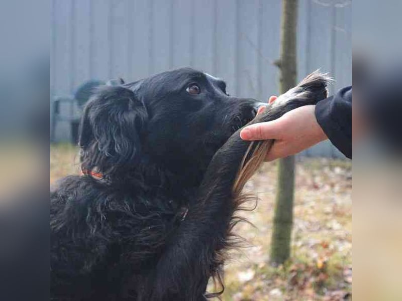 Kira, Border-Collie-Mischling, geb. 2016, aktiv, sportlich, braucht sinnvolle Auslastung