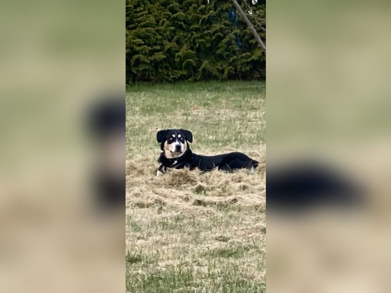 Deckhund Bordercollie & American Shepherd