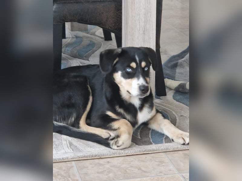 Deckhund Bordercollie & American Shepherd