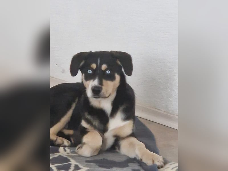 Deckhund Bordercollie & American Shepherd