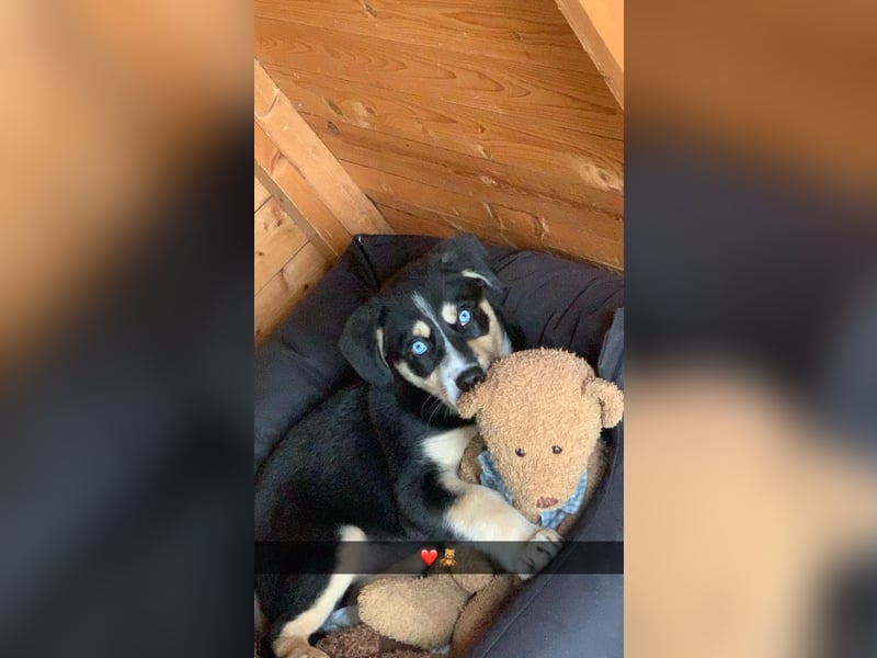 Deckhund Bordercollie & American Shepherd
