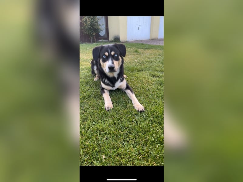 Deckhund Bordercollie & American Shepherd