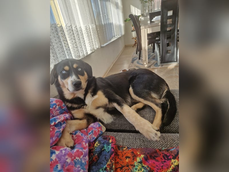Deckhund Bordercollie & American Shepherd