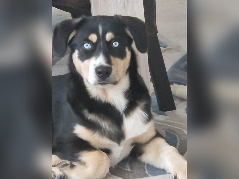 Deckhund Bordercollie & American Shepherd
