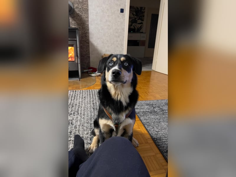 Deckhund Bordercollie & American Shepherd