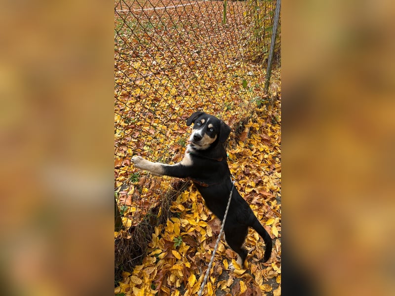 Deckhund Bordercollie & American Shepherd