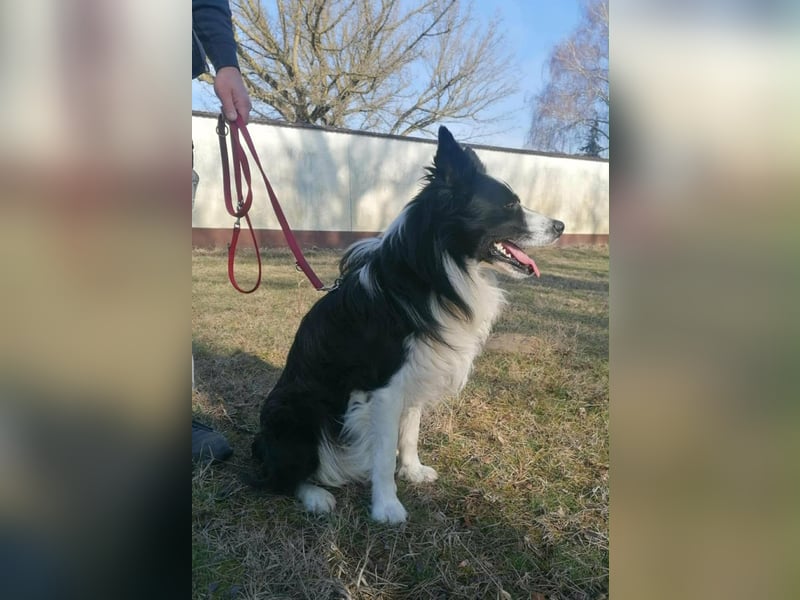 Enzo, geboren 20.11.2024, 50cm sucht aktive Menschen