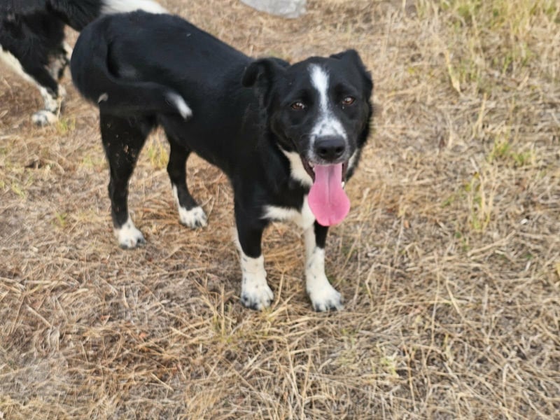 Noel, geboren 01.10.2025, 47cm sucht sein Abenteuer