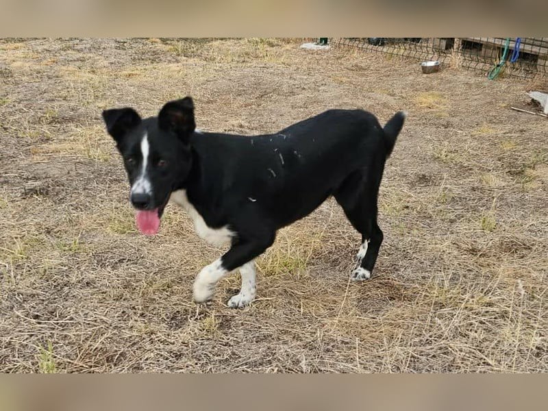 Noel, geboren 01.10.2025, 47cm sucht sein Abenteuer
