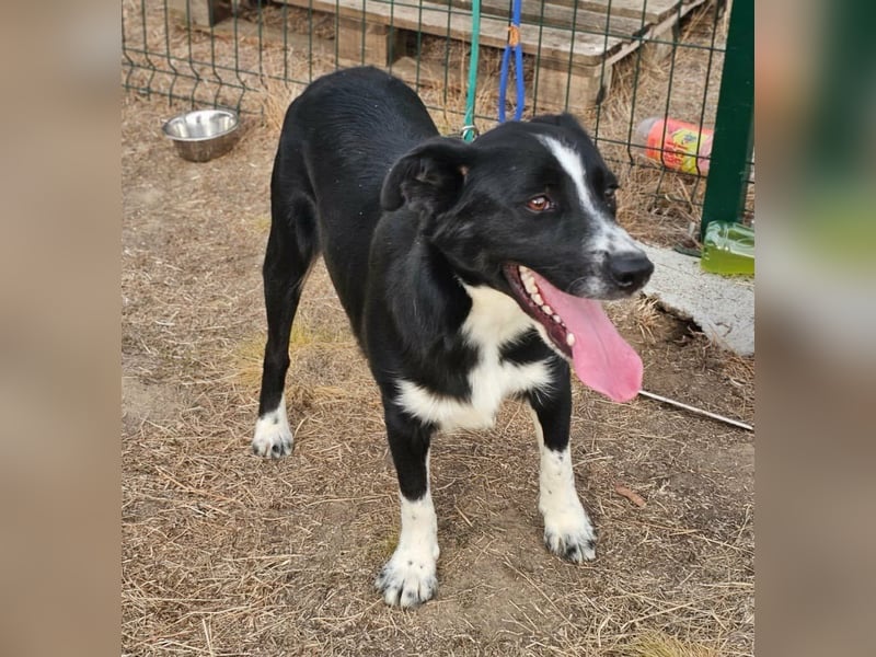 Noel, geboren 01.10.2025, 47cm sucht sein Abenteuer