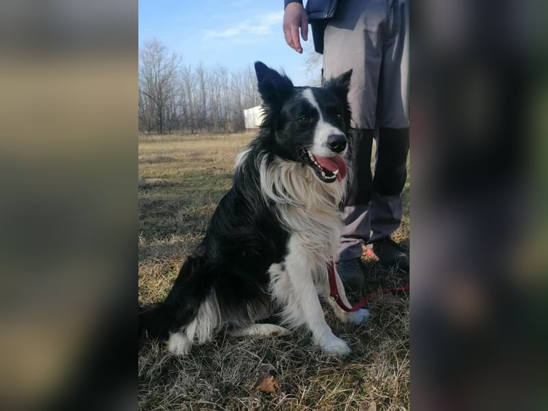 Enzo, geboren 20.11.2024, 50cm sucht aktive Menschen