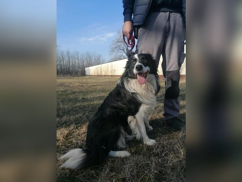 Enzo, geboren 20.11.2024, 50cm sucht aktive Menschen