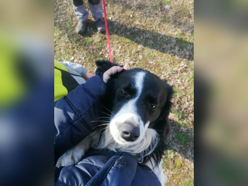 Enzo, geboren 20.11.2024, 50cm sucht aktive Menschen