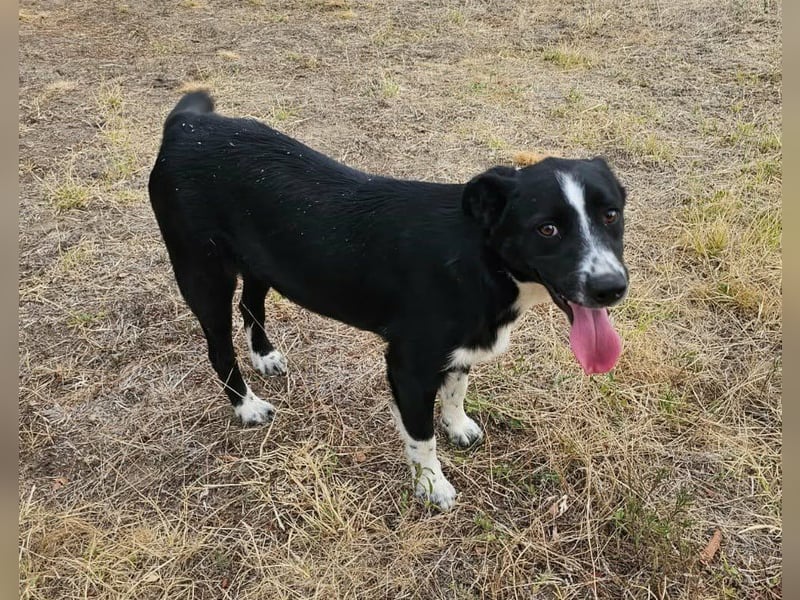 Noel, geboren 01.10.2025, 47cm sucht sein Abenteuer