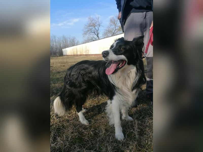 Enzo, geboren 20.11.2024, 50cm sucht aktive Menschen