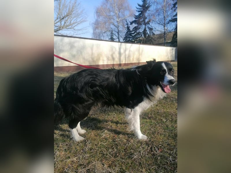 Enzo, geboren 20.11.2024, 50cm sucht aktive Menschen