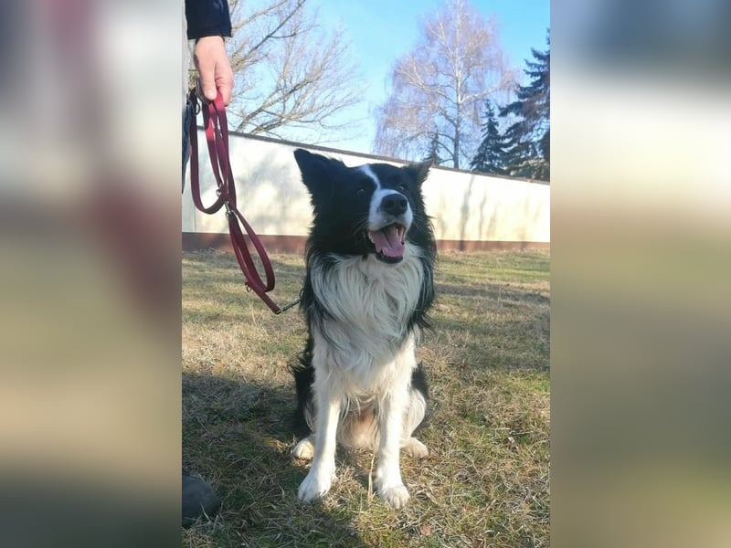 Enzo, geboren 20.11.2024, 50cm sucht aktive Menschen