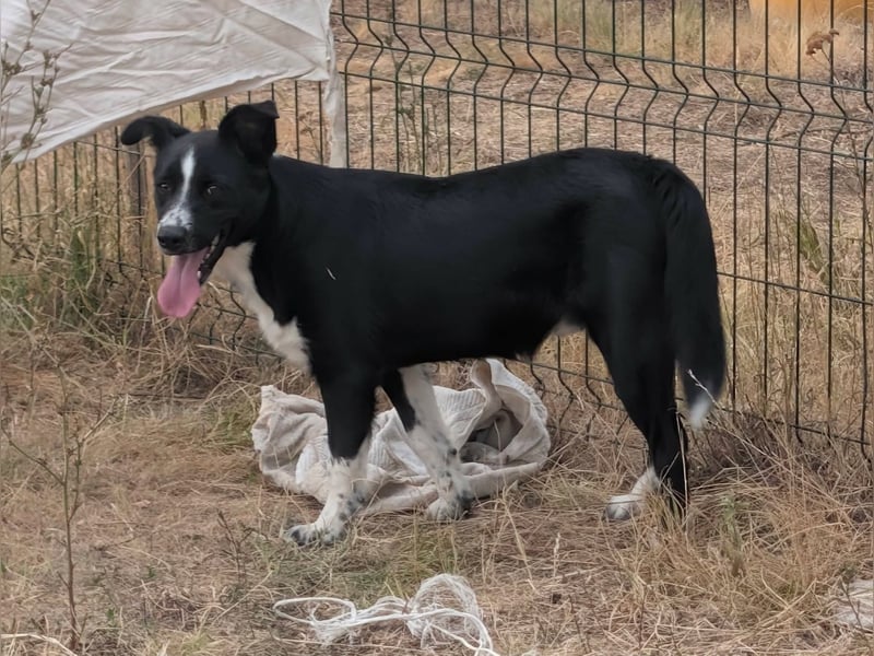 Noel, geboren 01.10.2025, 47cm sucht sein Abenteuer