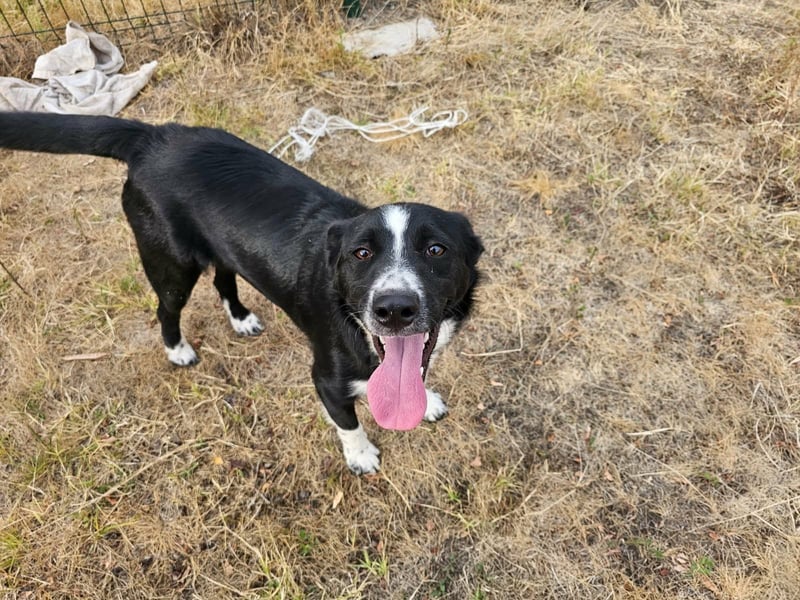 Noel, geboren 01.10.2025, 47cm sucht sein Abenteuer
