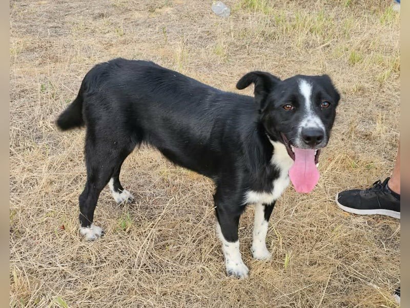 Noel, geboren 01.10.2025, 47cm sucht sein Abenteuer