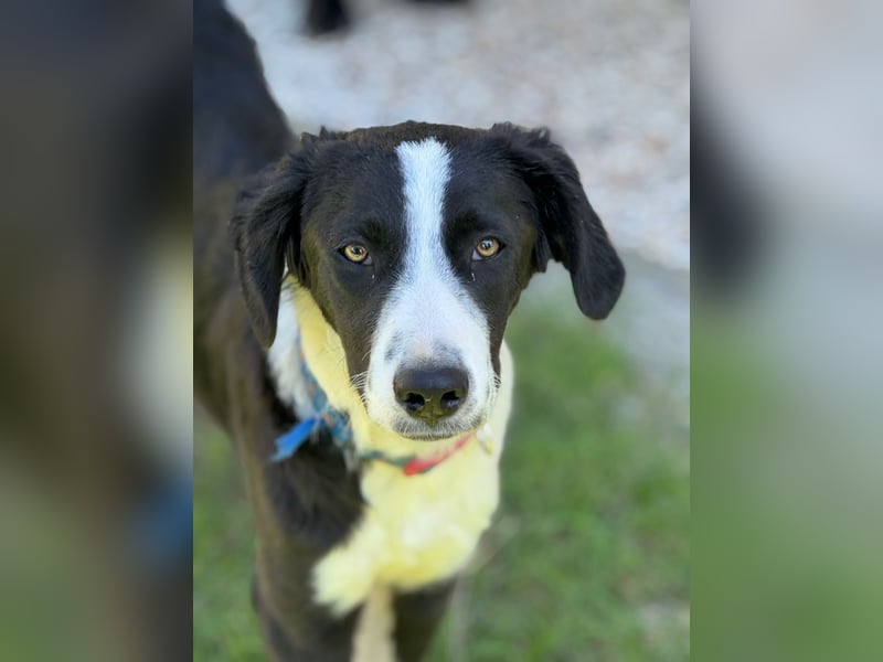 Tim – Der junge Border-Collie-Mix sucht ein liebevolles Zuhause