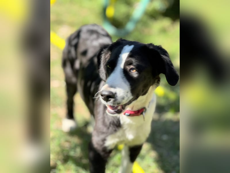 Tim – Der junge Border-Collie-Mix sucht ein liebevolles Zuhause