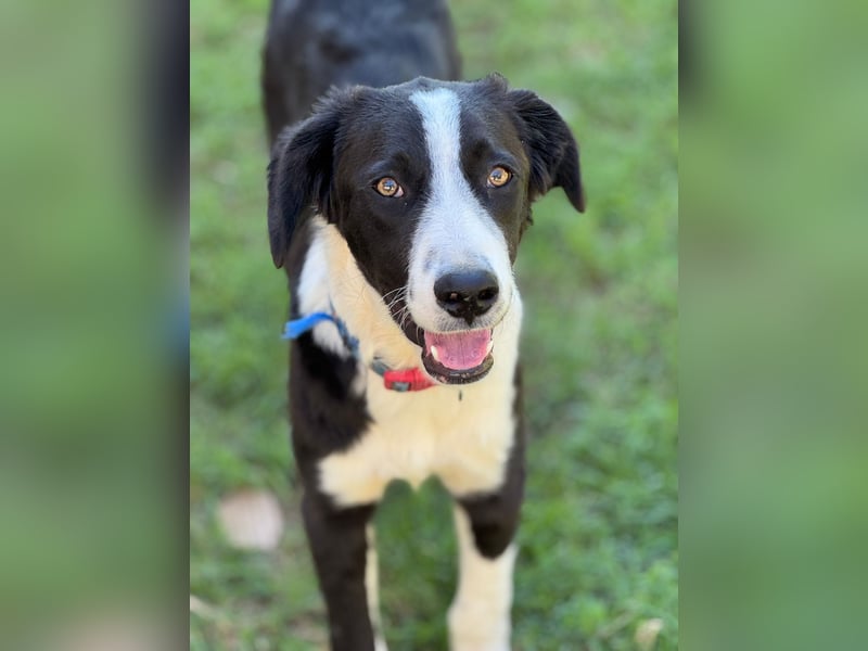 Tim – Der junge Border-Collie-Mix sucht ein liebevolles Zuhause