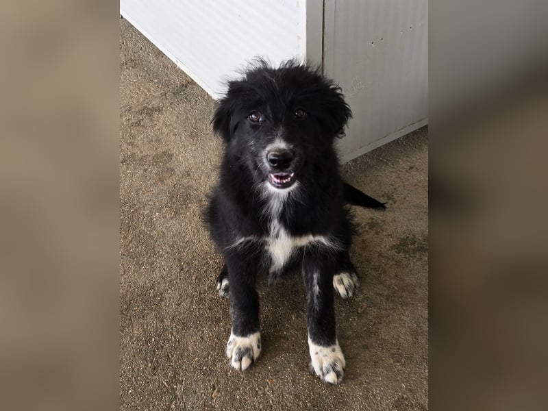 Pumba: kleines Herz sucht großes Glück