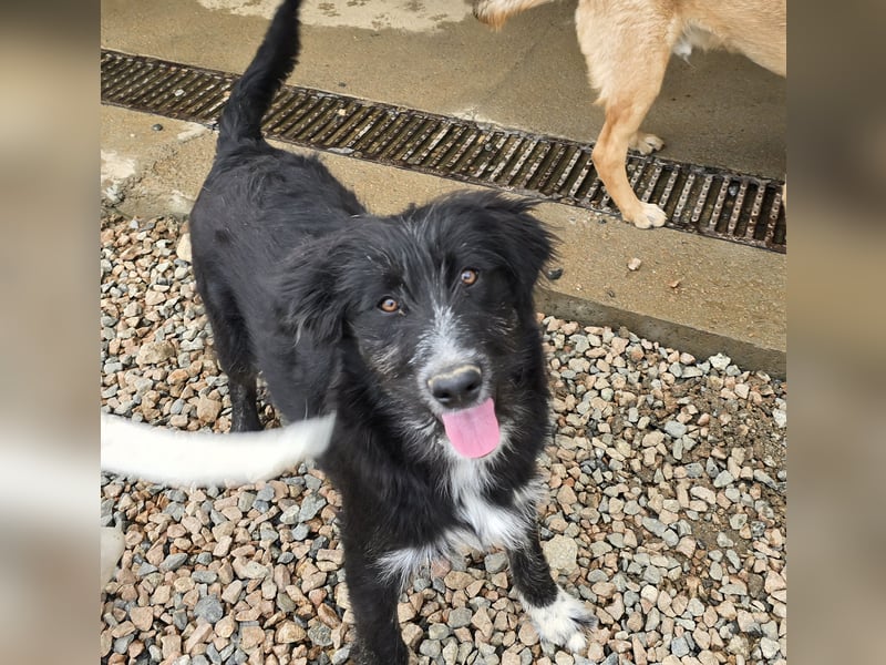 Pumba: kleines Herz sucht großes Glück