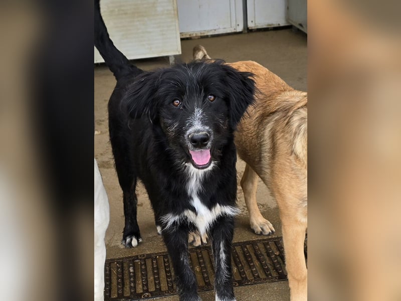 Pumba: kleines Herz sucht großes Glück