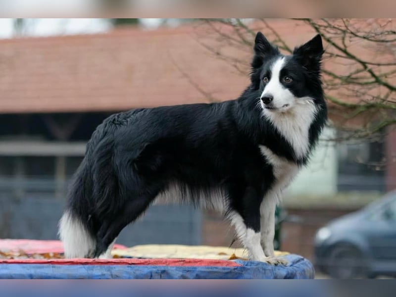 Charmanter Border Collie Deckrüde