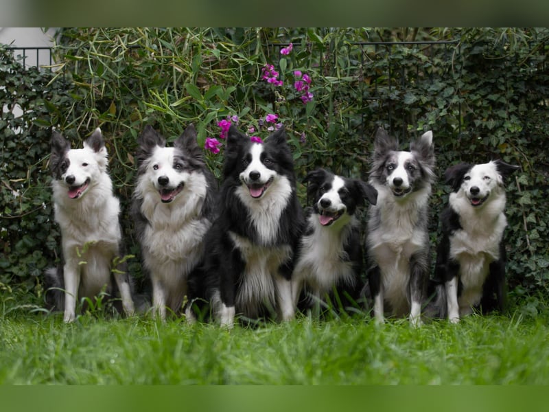 Charmanter Border Collie Deckrüde