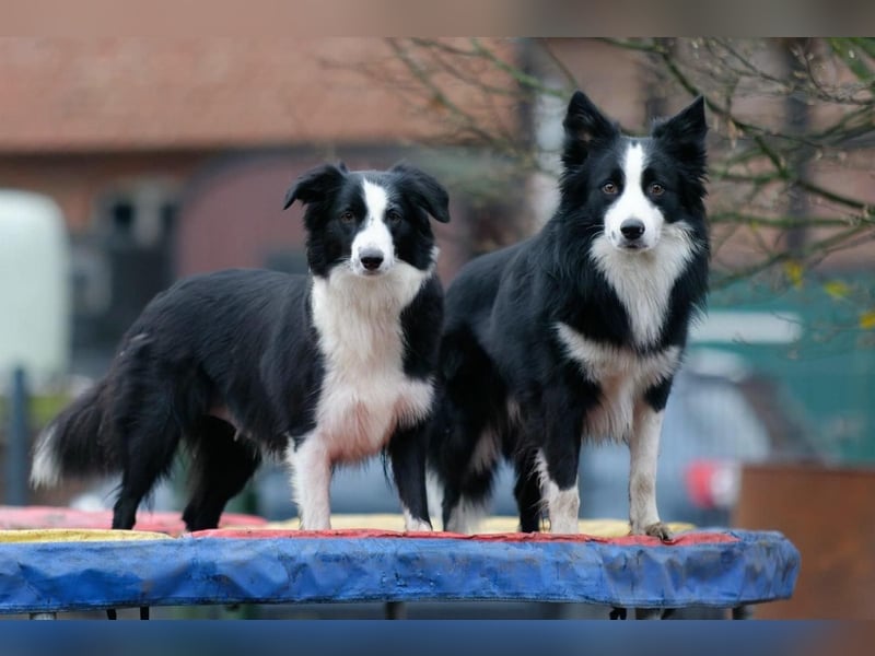 Charmanter Border Collie Deckrüde