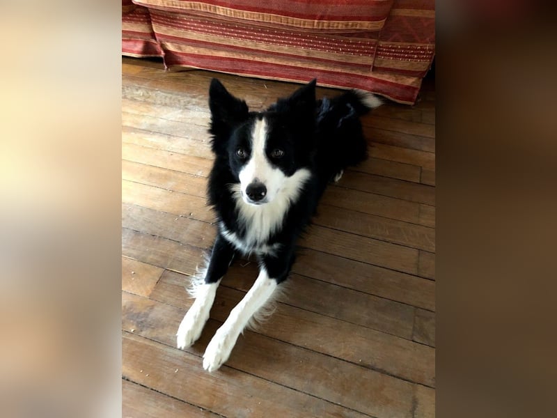 Charmanter Border Collie Deckrüde