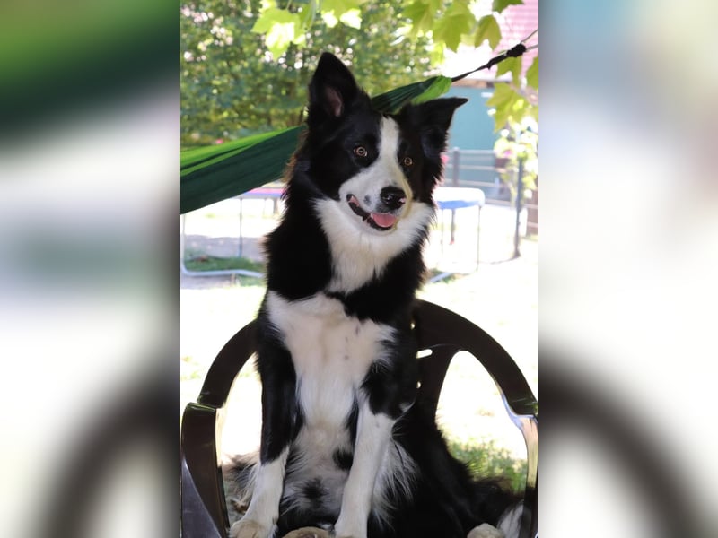 Charmanter Border Collie Deckrüde