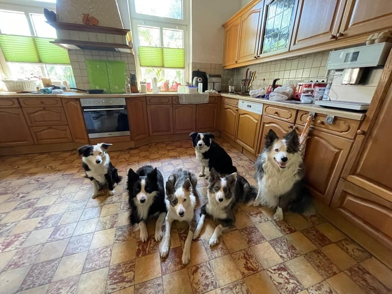 Charmanter Border Collie Deckrüde