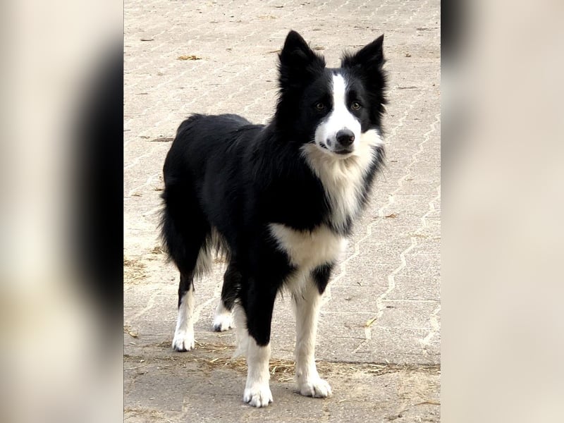 Charmanter Border Collie Deckrüde