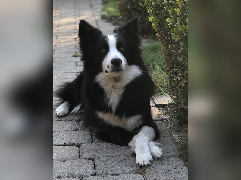 Charmanter Border Collie Deckrüde