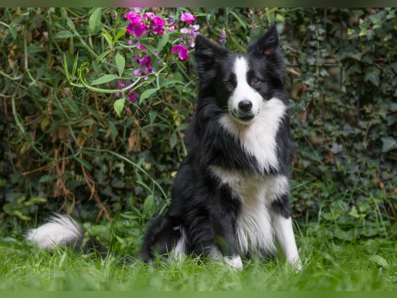 Charmanter Border Collie Deckrüde